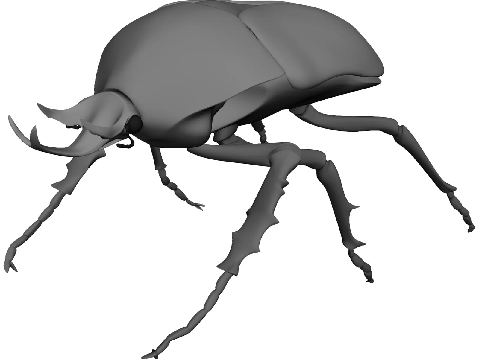 African Rose Beetle 3D Model main preview