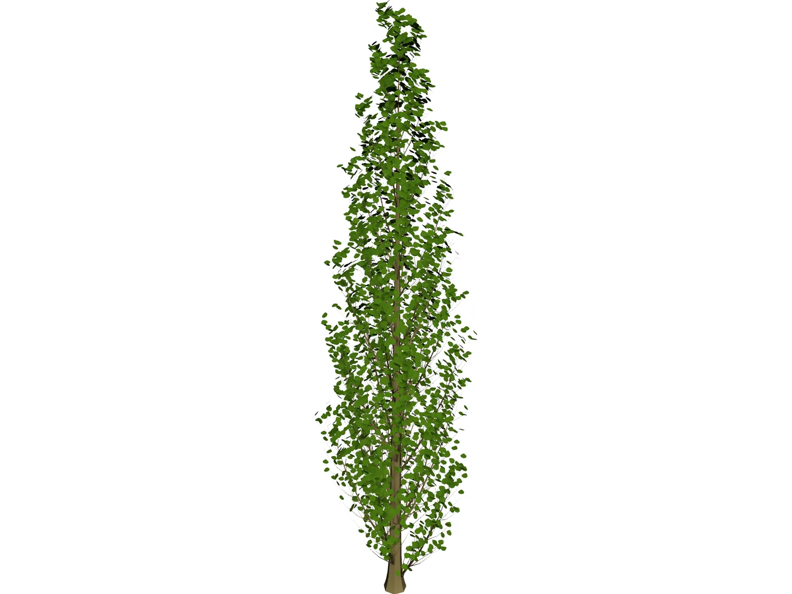 Lombardy Poplar (Populus Nigra) 3D Model main preview