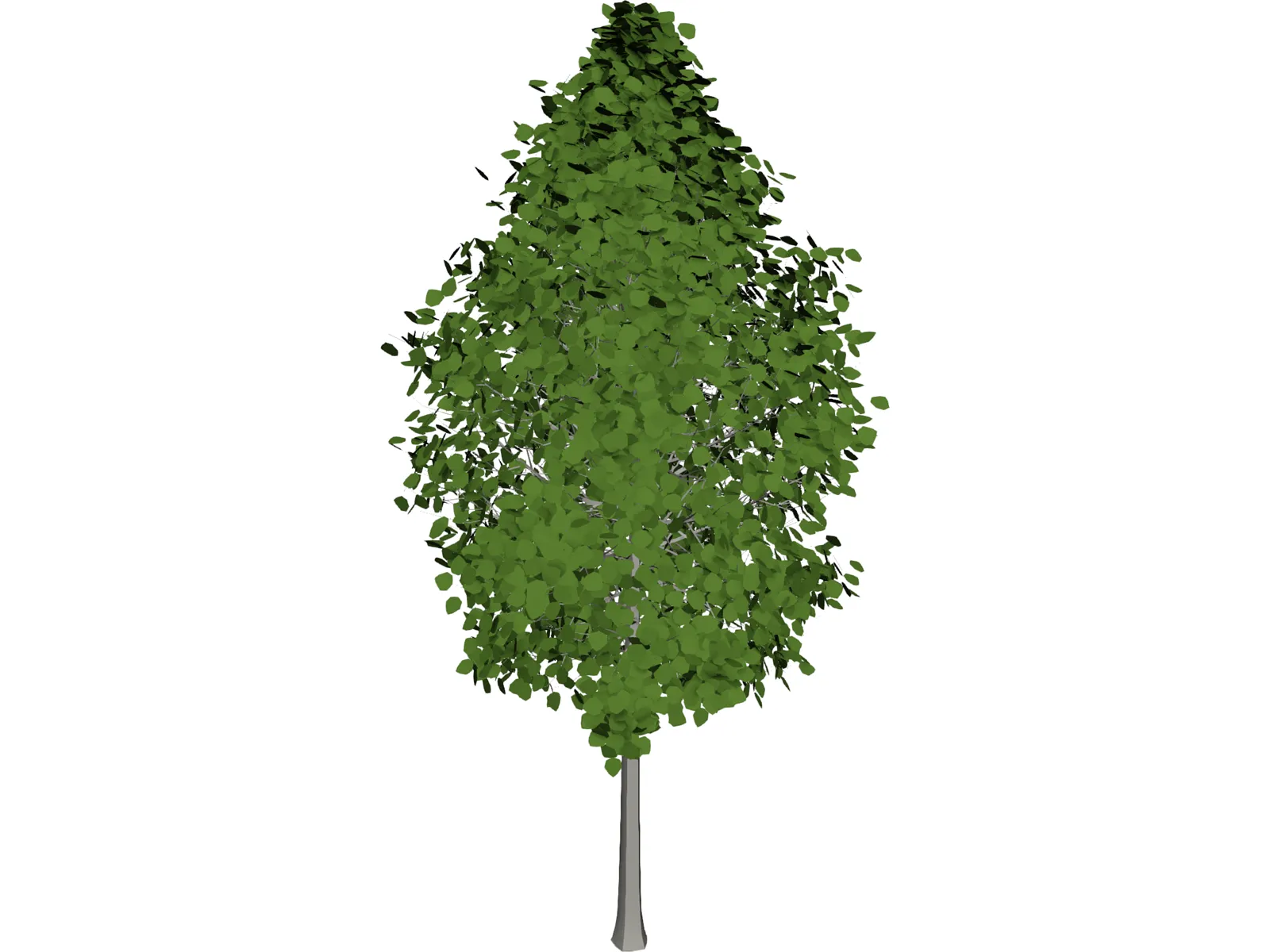 Quaking Aspen (Populus Tremuloides) 3D Model main preview
