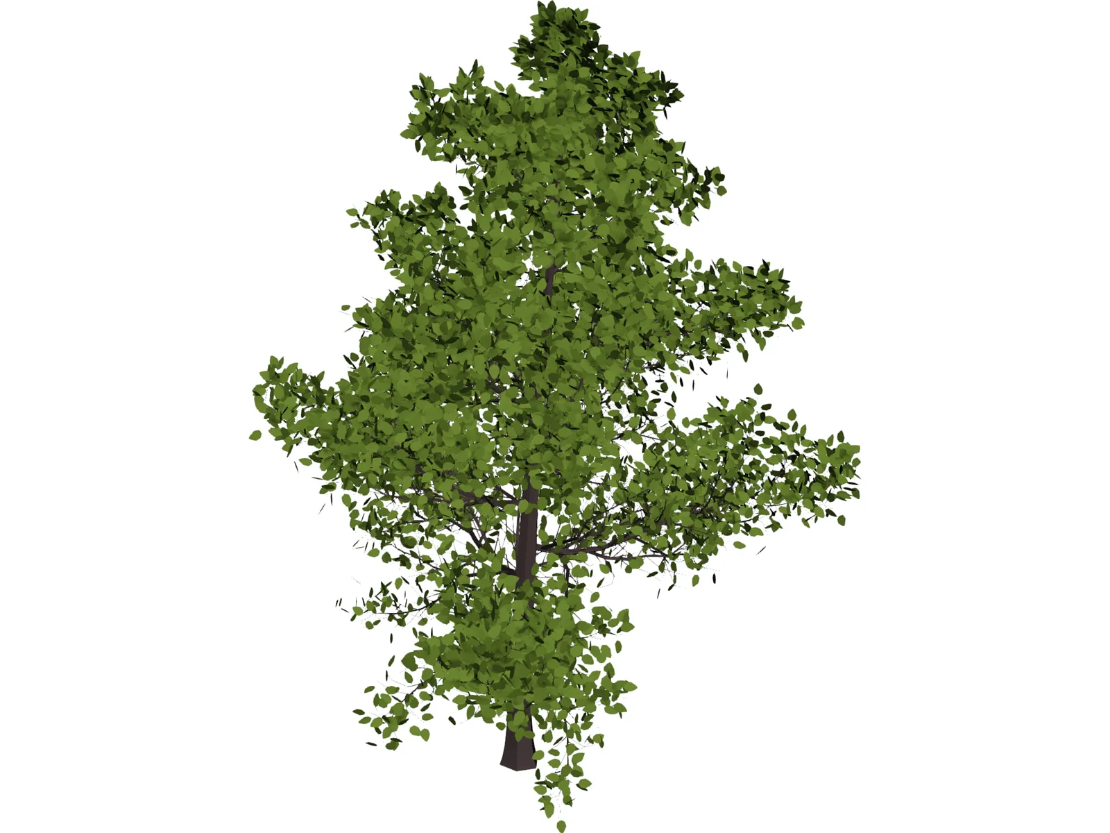 Sassafras 3D Model main preview