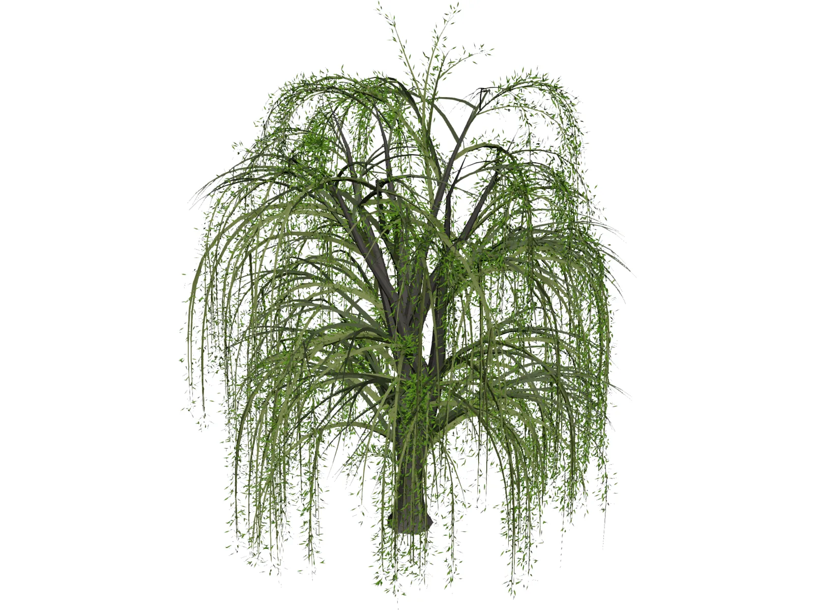 Weeping Willow 3D Model main preview