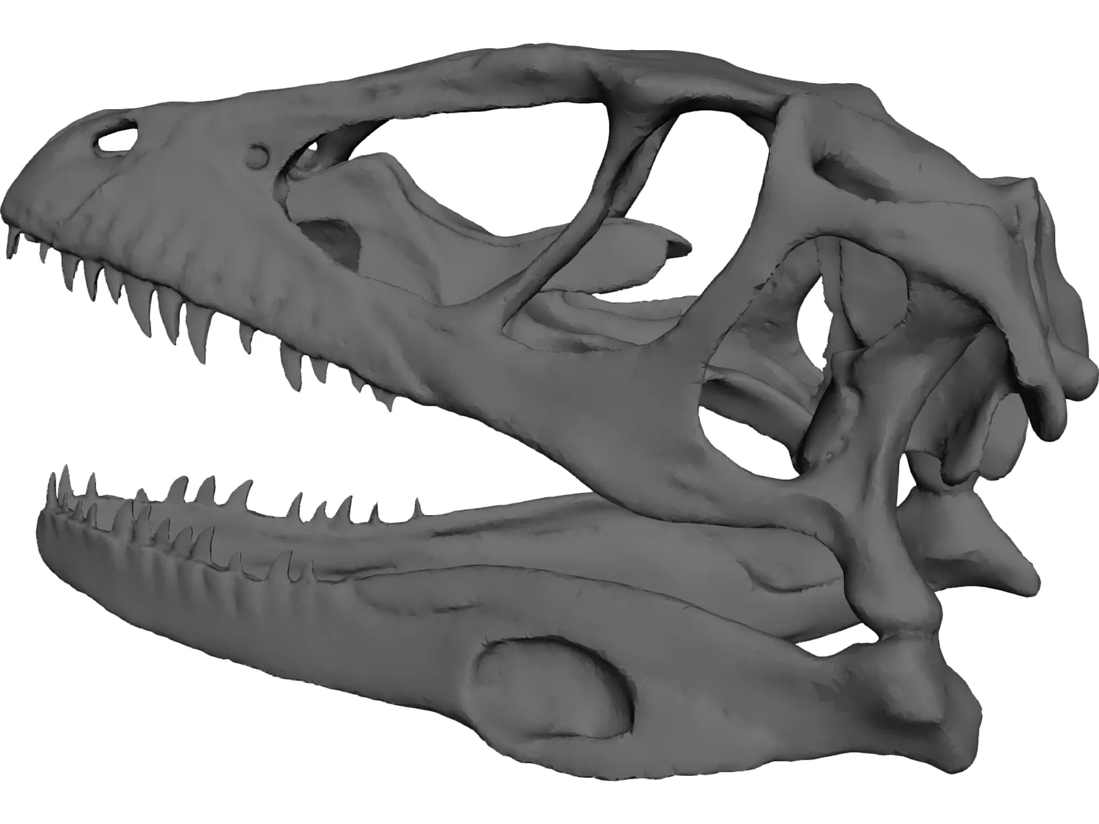Dinosaur Skull 3D Model main preview