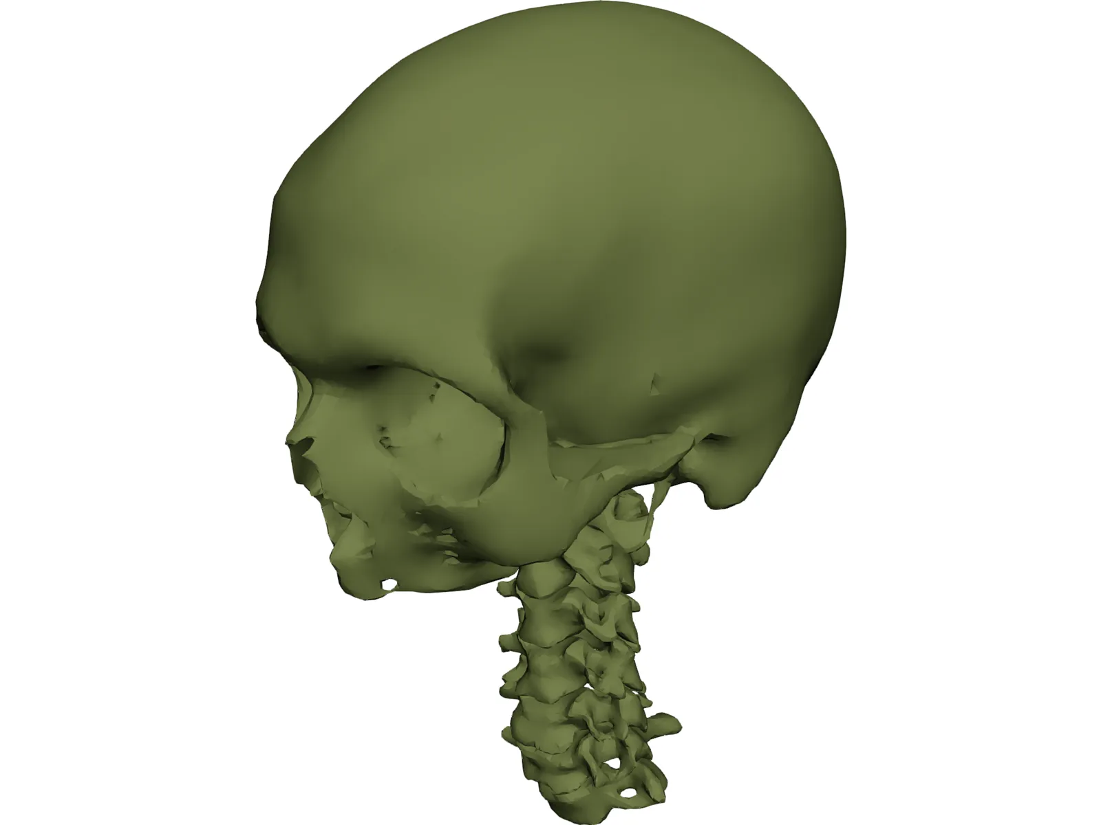 Skull and Neck 3D Model main preview