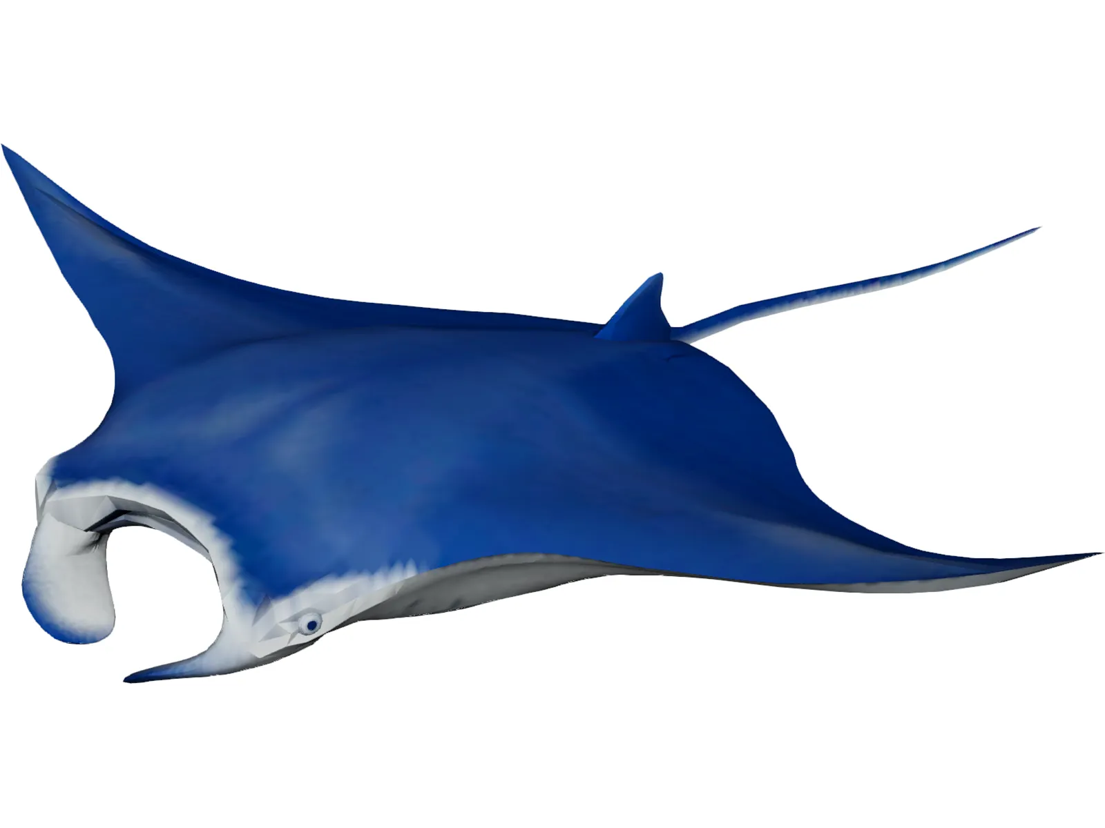 Manta Ray 3D Model main preview