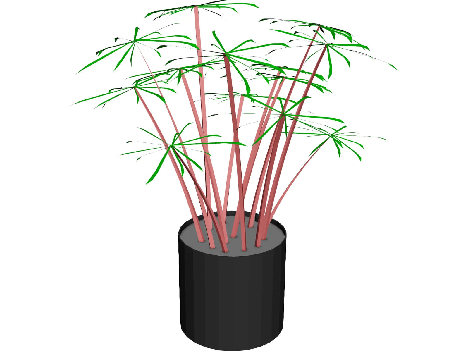 Cyperus Alternifolius 3D Model main preview
