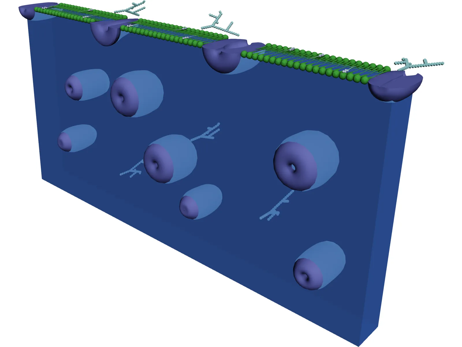 Cell Membrane 3D Model main preview