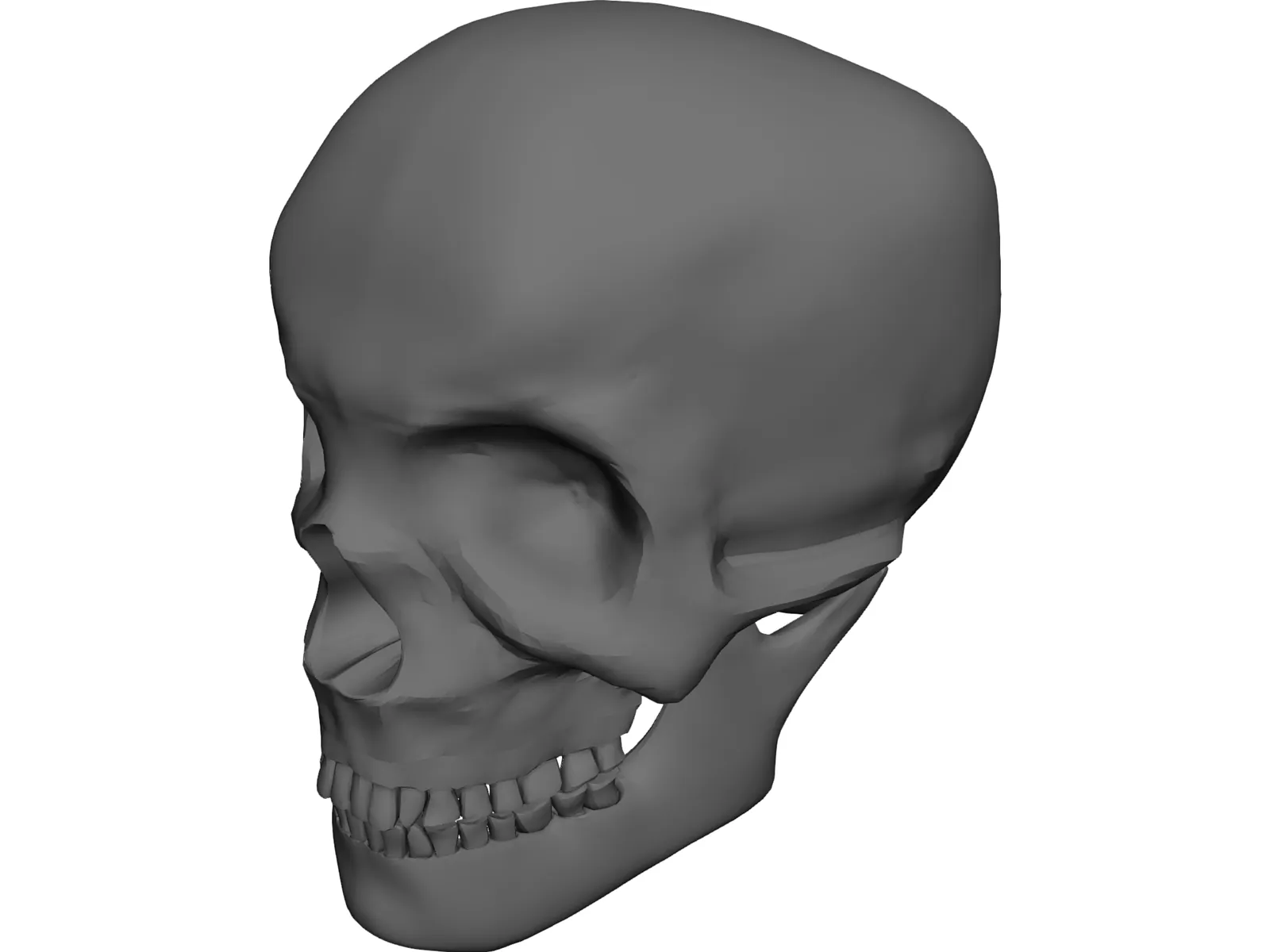 Skull Complete with Jaw Bone and Teeth 3D Model main preview