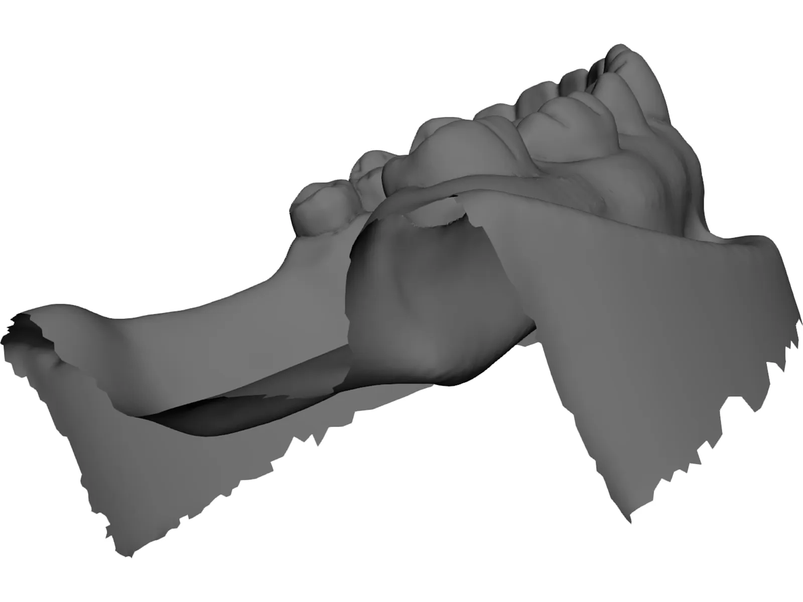Teeth 3D Scanned 3D Model main preview