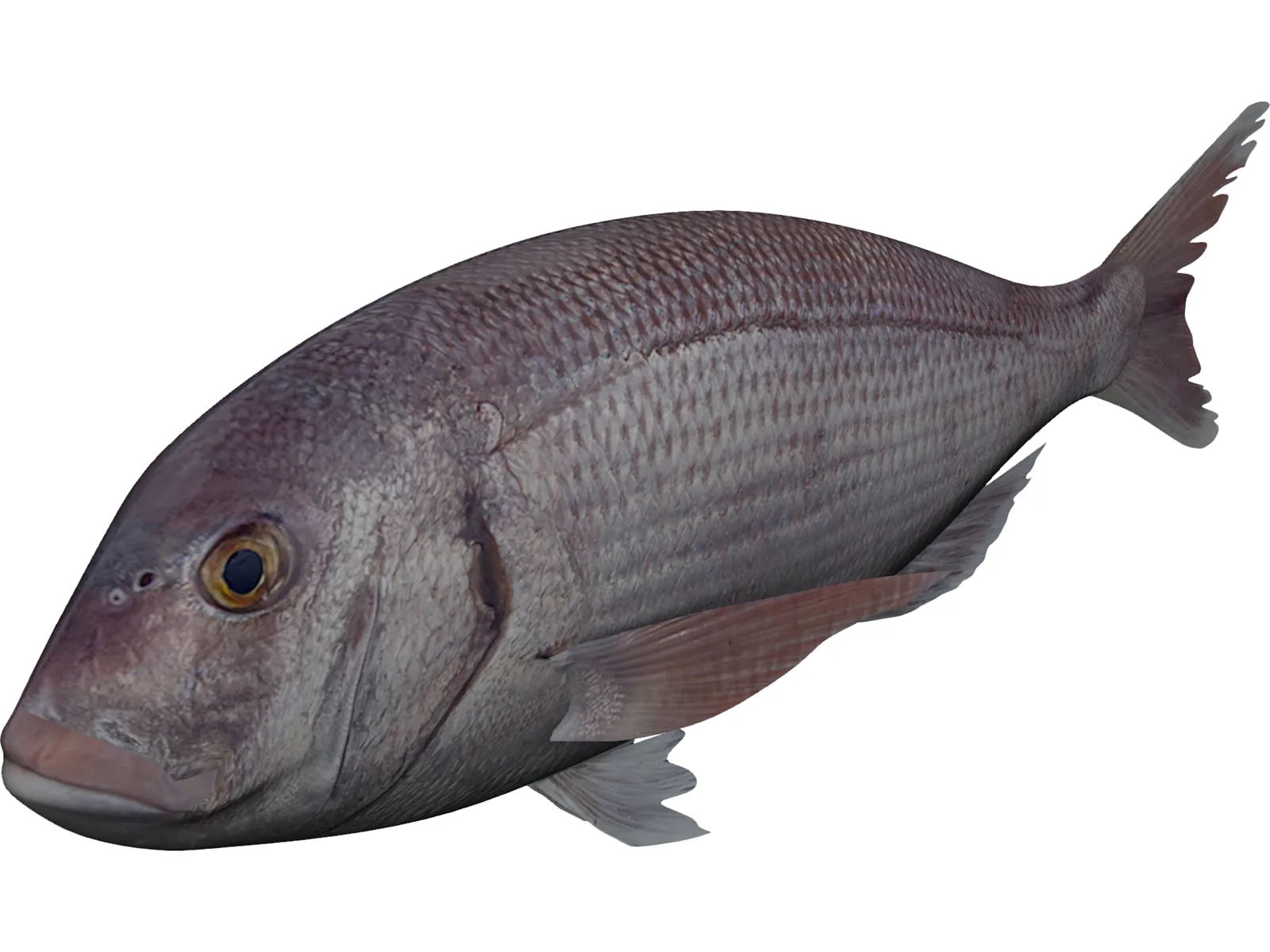 Black Sea Bass 3D Model main preview