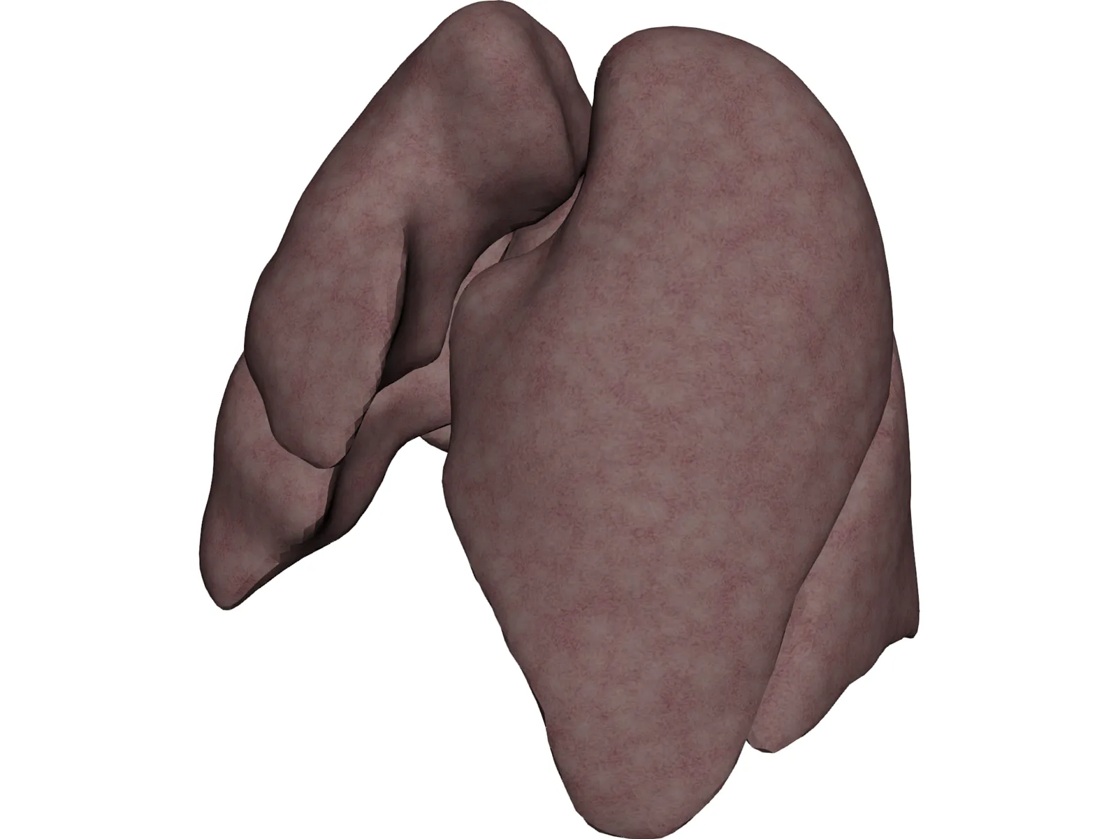 Lungs Human 3D Model main preview