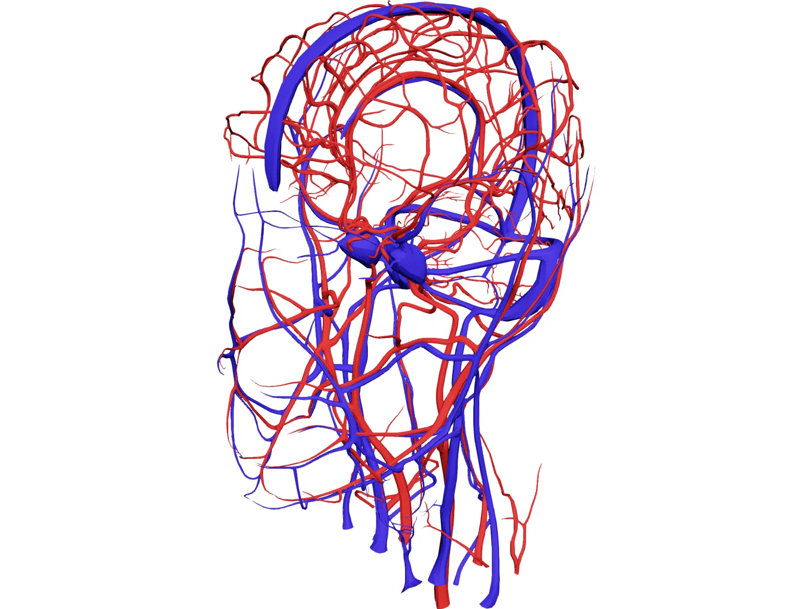 Systemic Circulation of Head 3D Model main preview