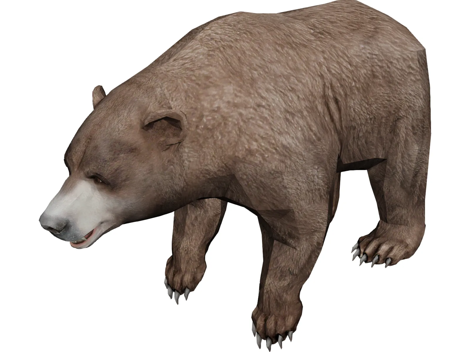 Brown Bear 3D Model main preview