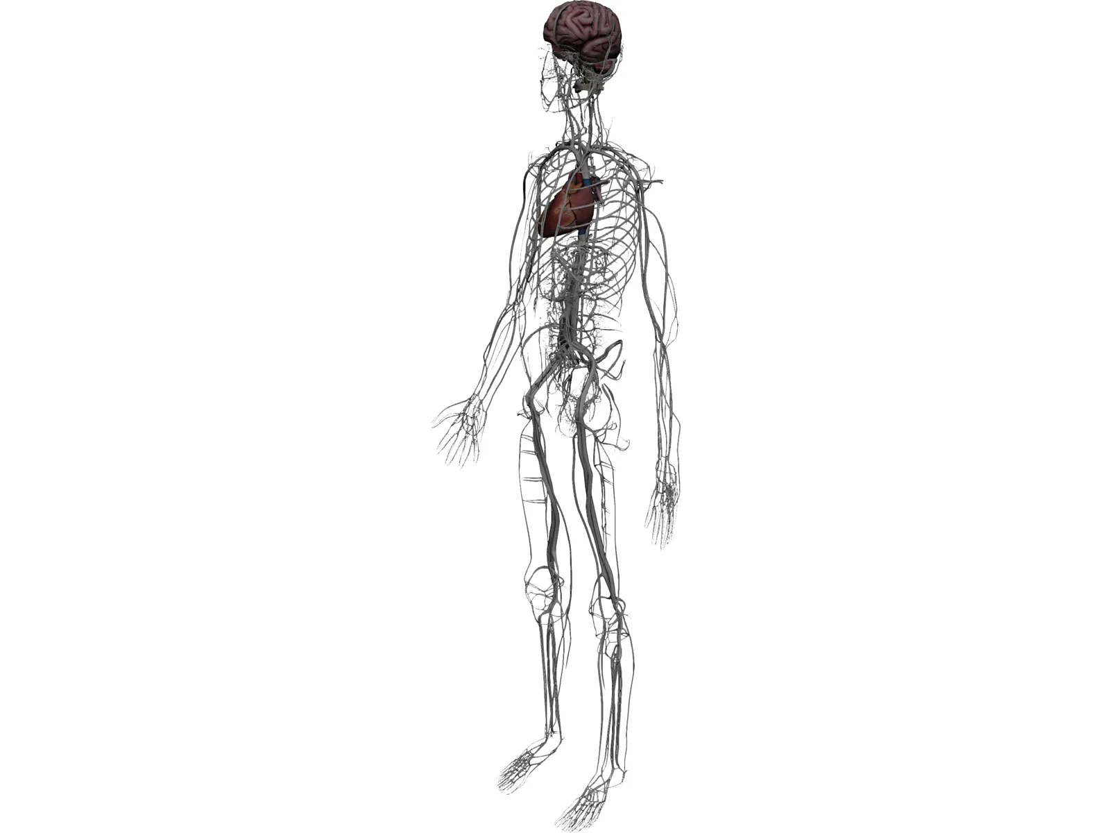 Circulatory System with Heart, Thymus and Brain 3D Model main preview