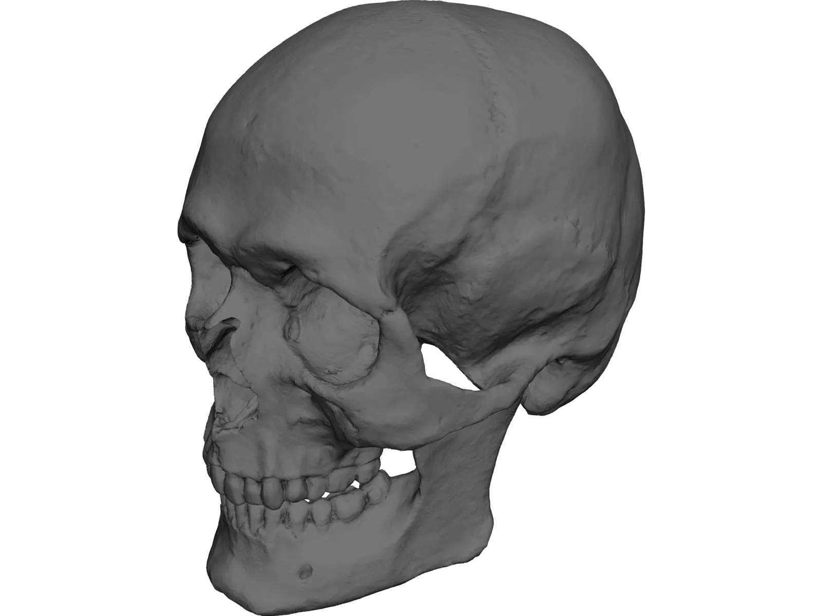 Skull Human 3D Model main preview