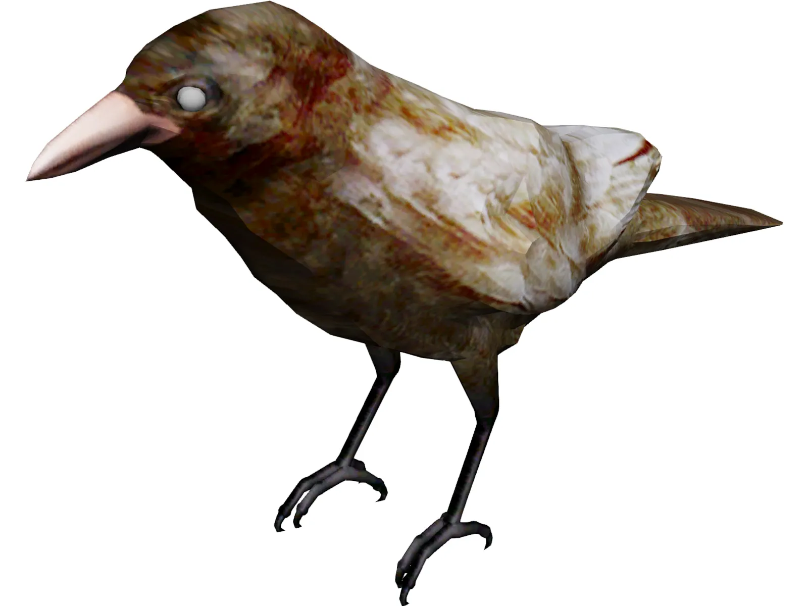Bangor Crow 3D Model main preview