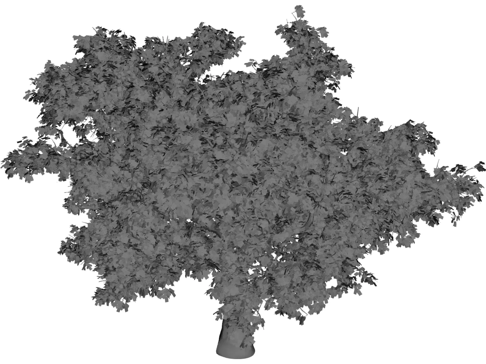Quercus 3D Model main preview