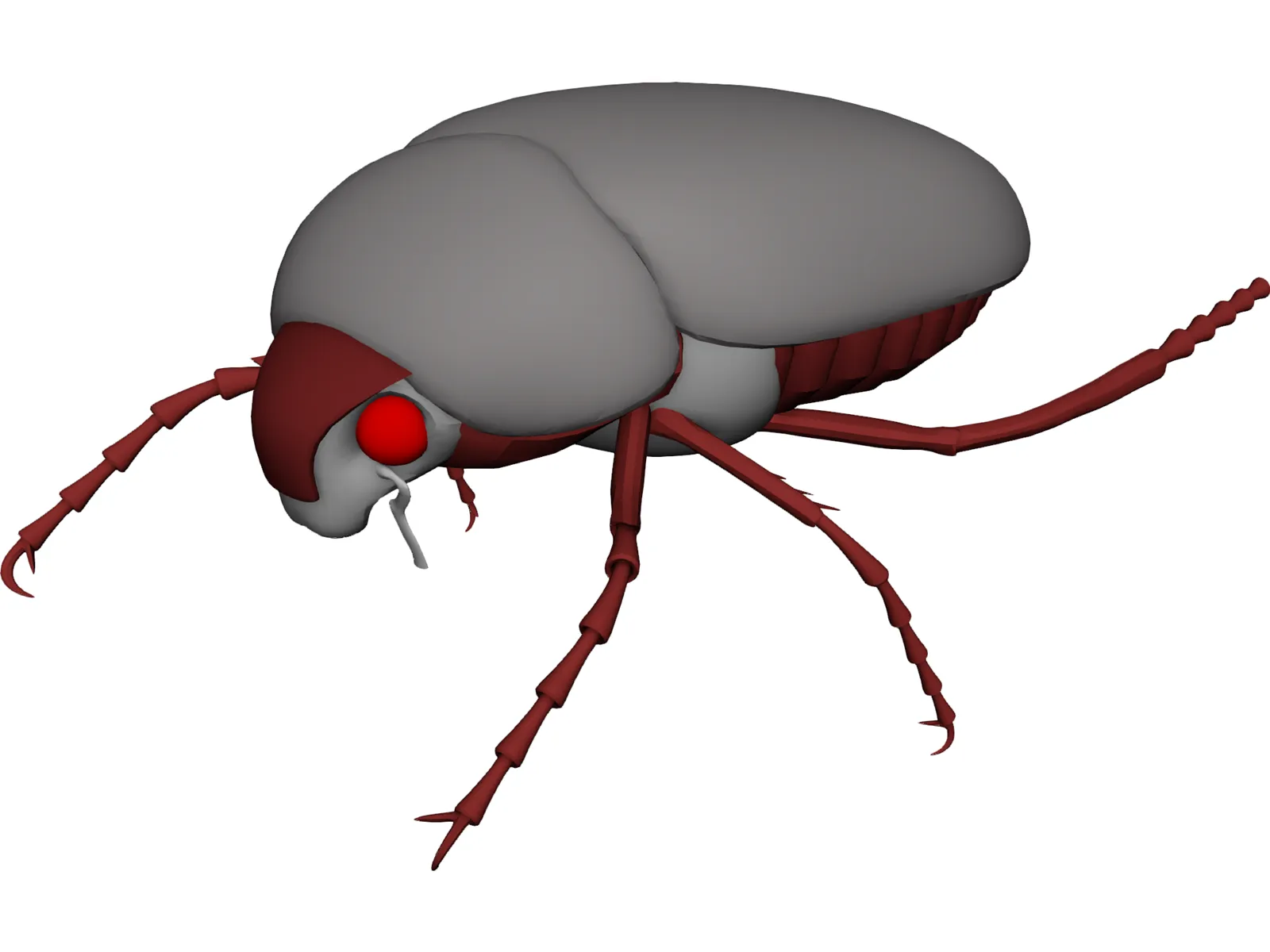 Bug (Meikever In Dutch) 3D Model main preview