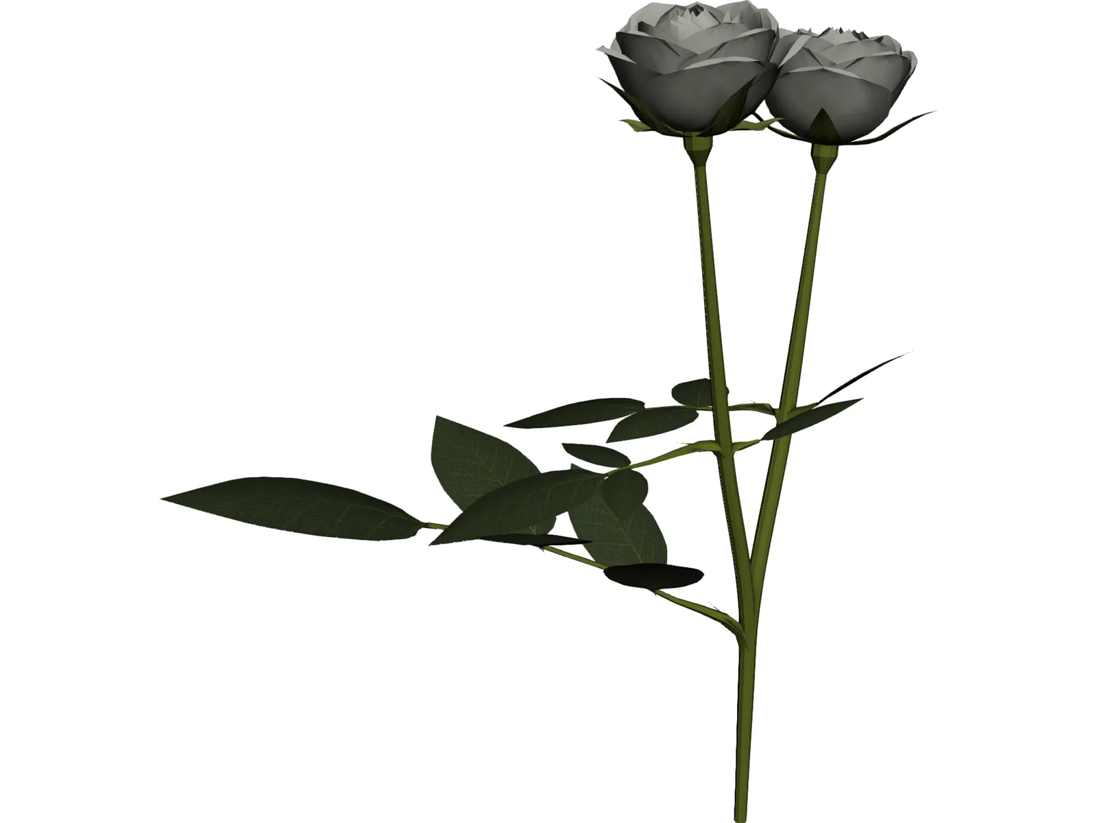 White Rose 3D Model main preview