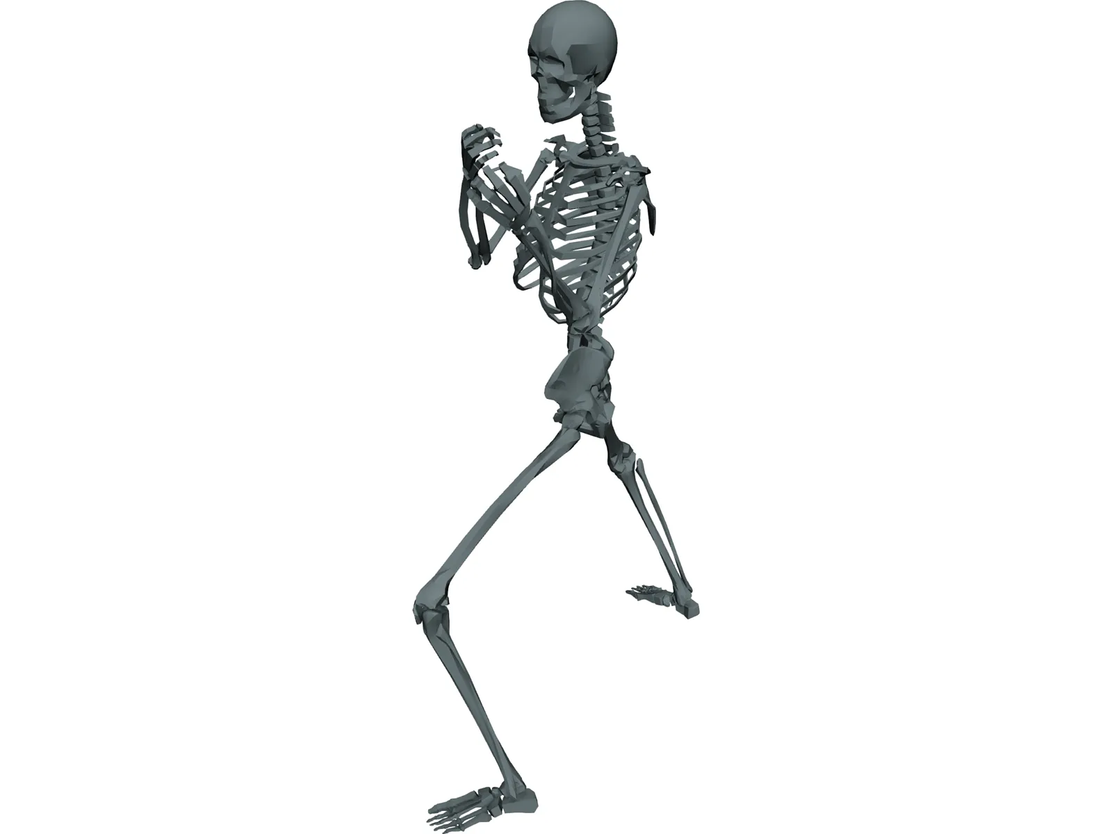 Skeleton 3D Model main preview