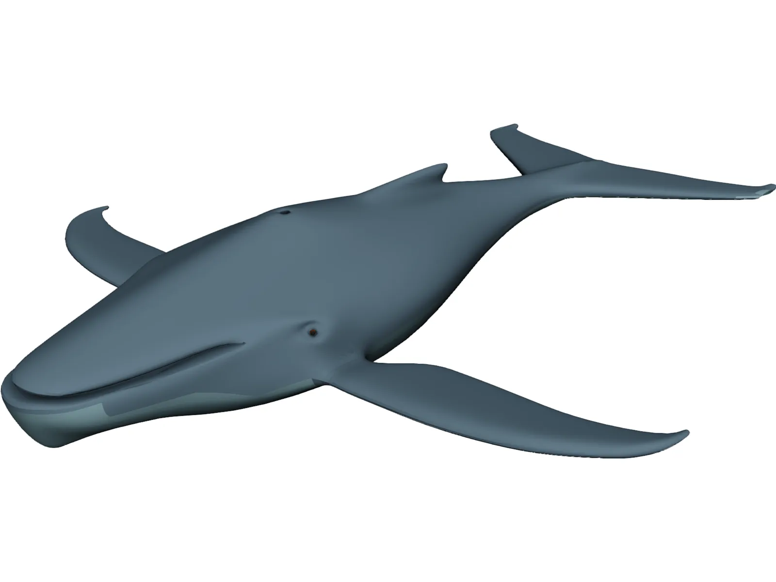 Whale Funny 3D Model main preview