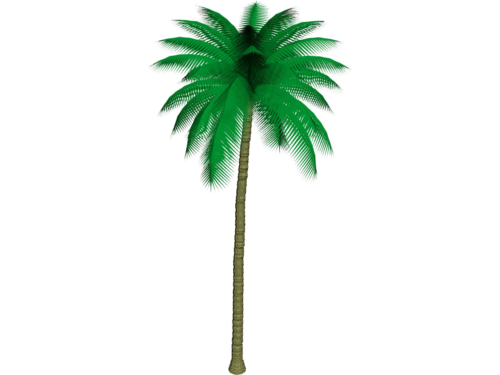 Palm Tree 3D Model main preview