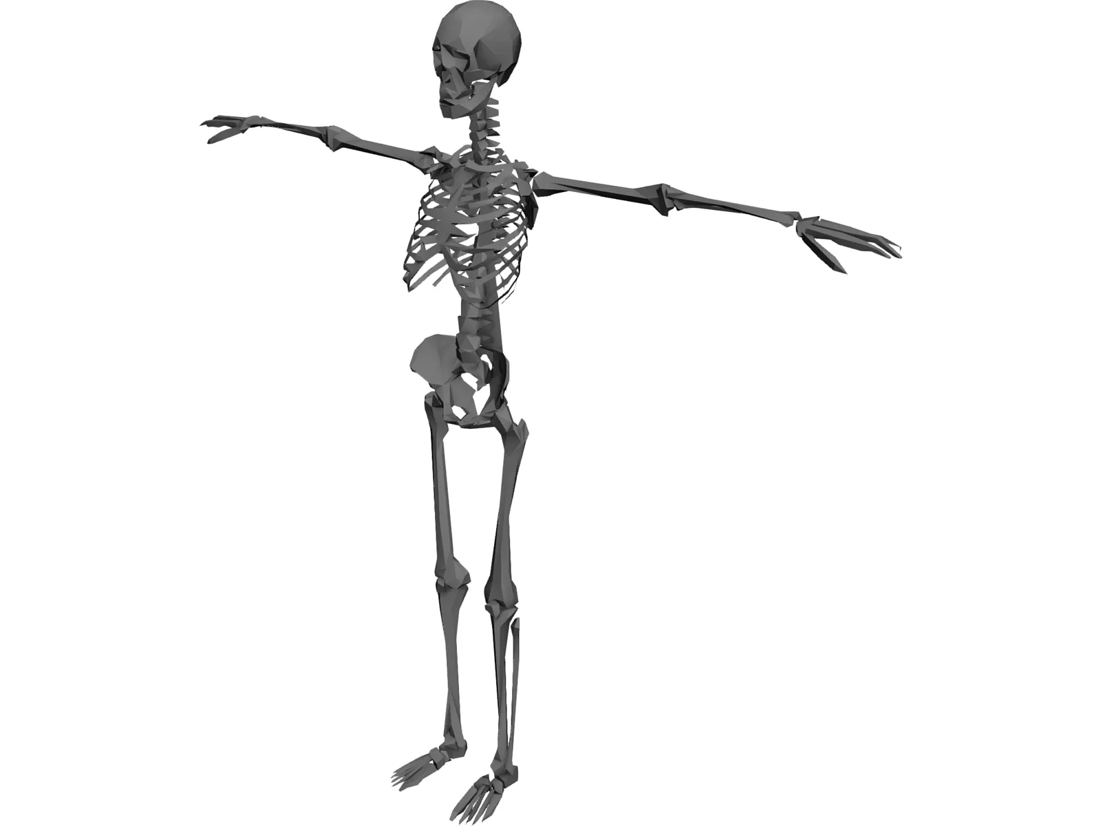Skeleton 3D Model main preview