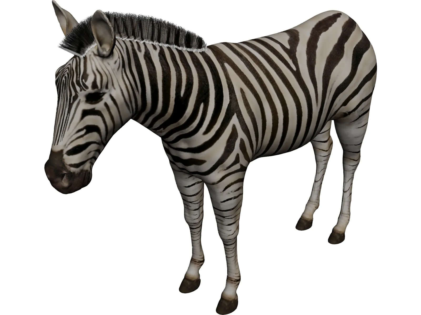 Zebra 3D Model main preview