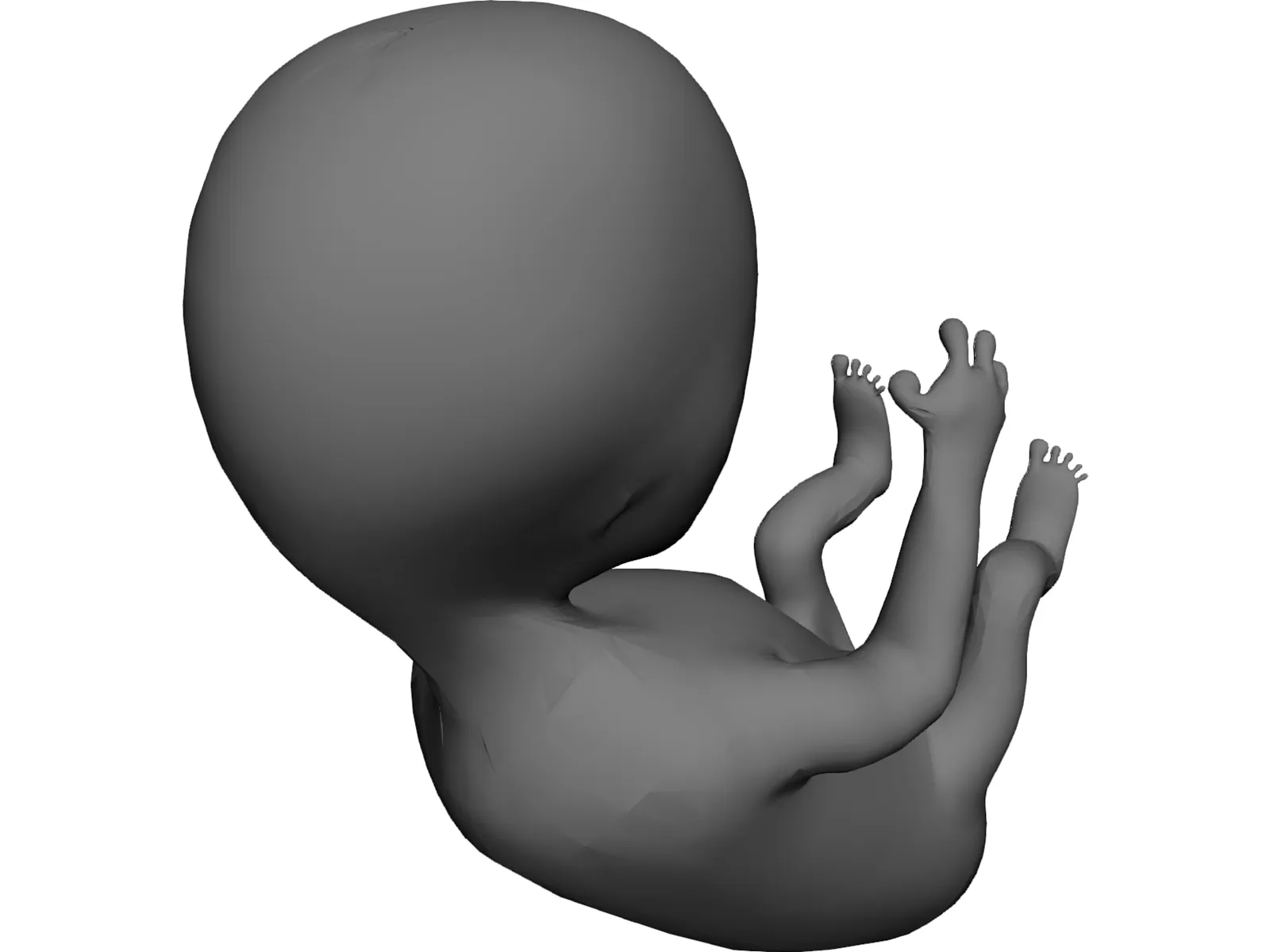 Fetus 12 Week 3D Model main preview