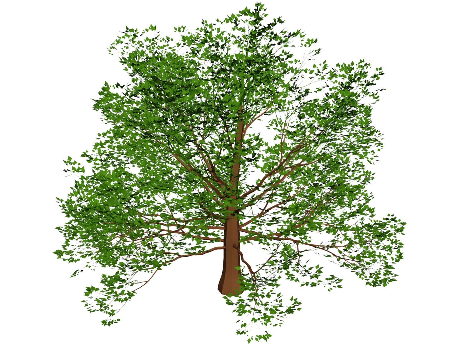 American Beech 3D Model main preview