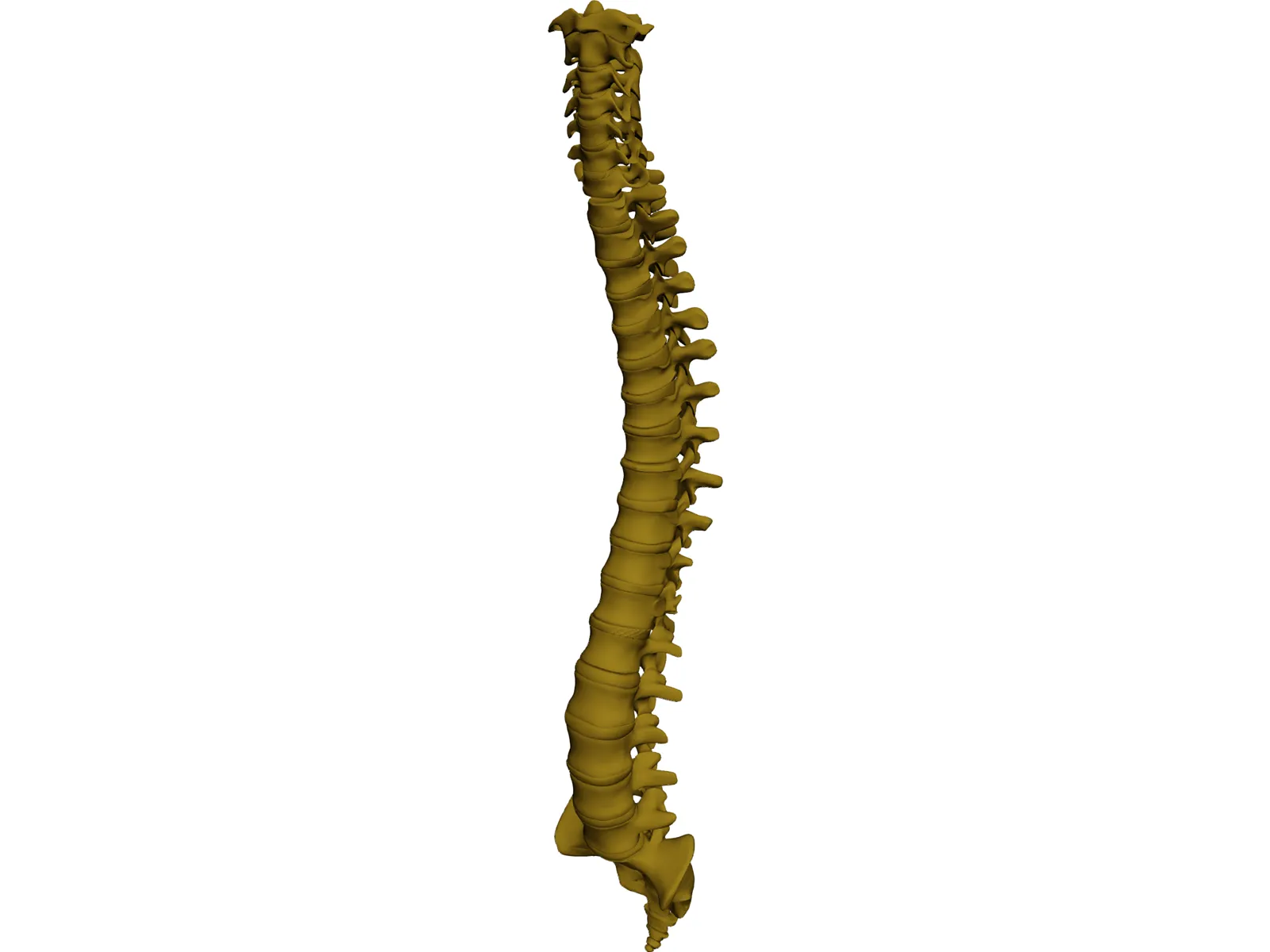 Human Spine 3D Model main preview