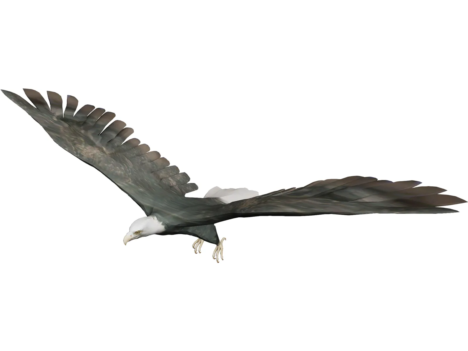 Eagle 3D Model main preview