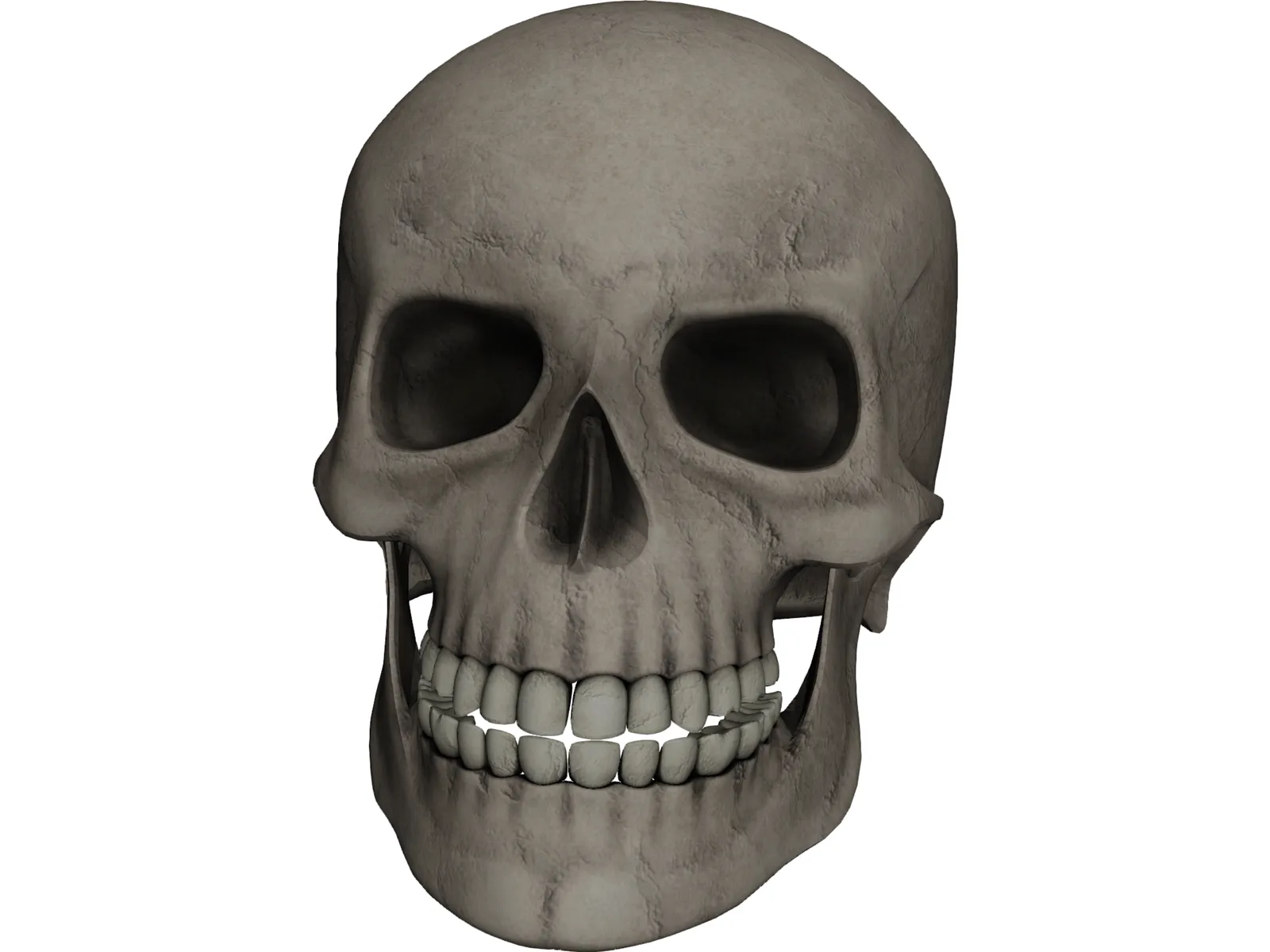 Skull 3D Model main preview