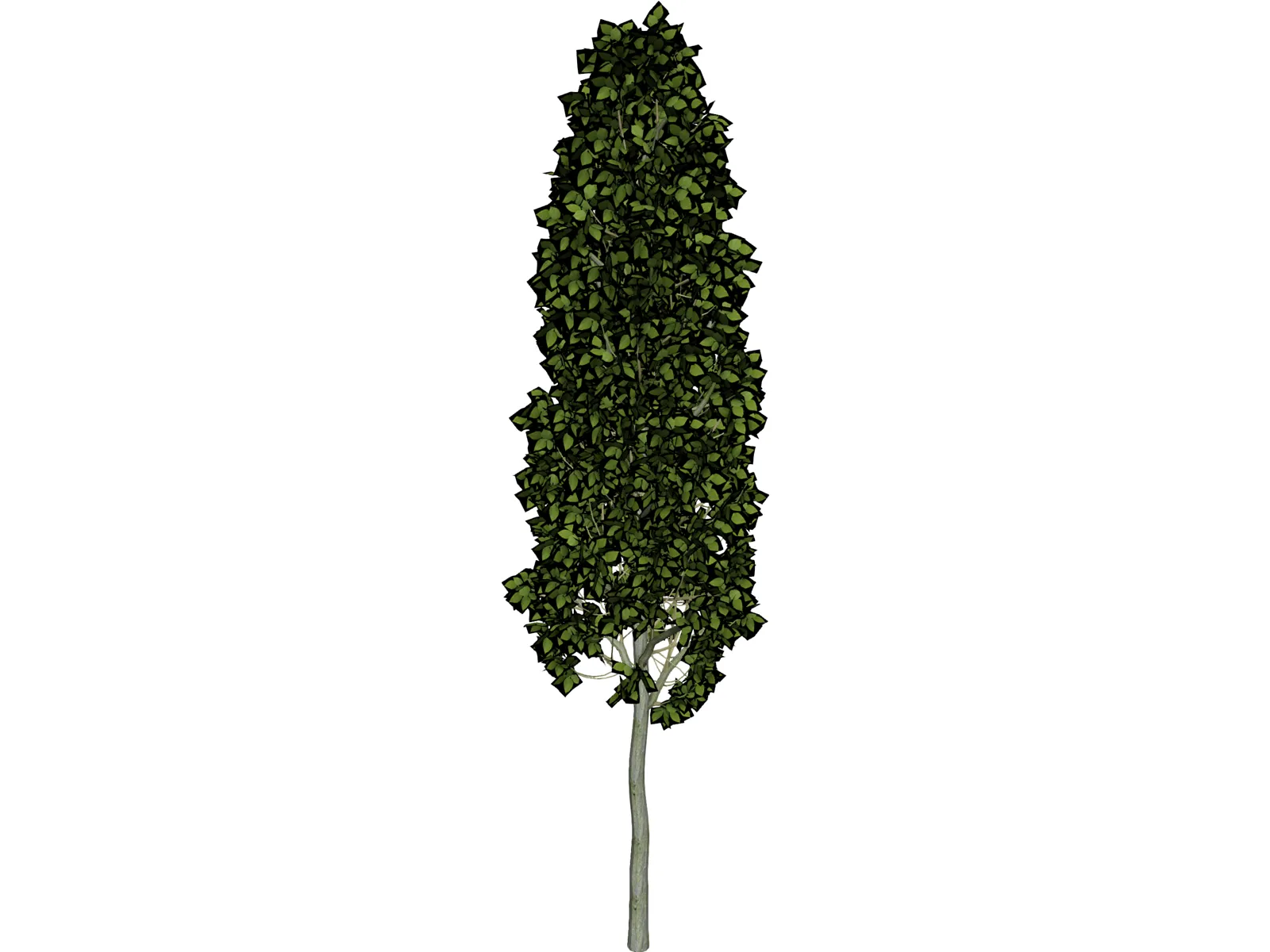 Carpinus Betulus Tree 3D Model main preview