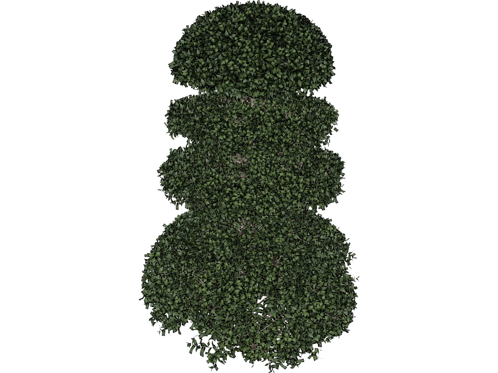 Buxux Semeprvirens Boxwood 3D Model main preview