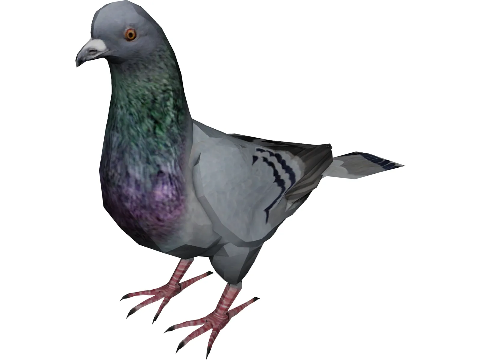 Pigeon 3D Model main preview