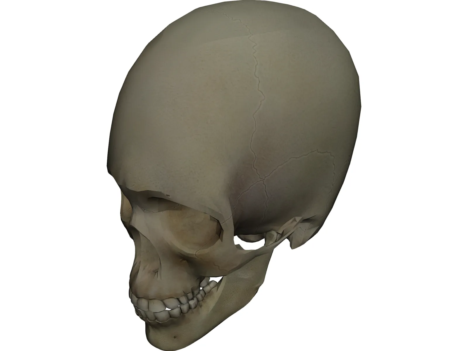 Skull 3D Model main preview