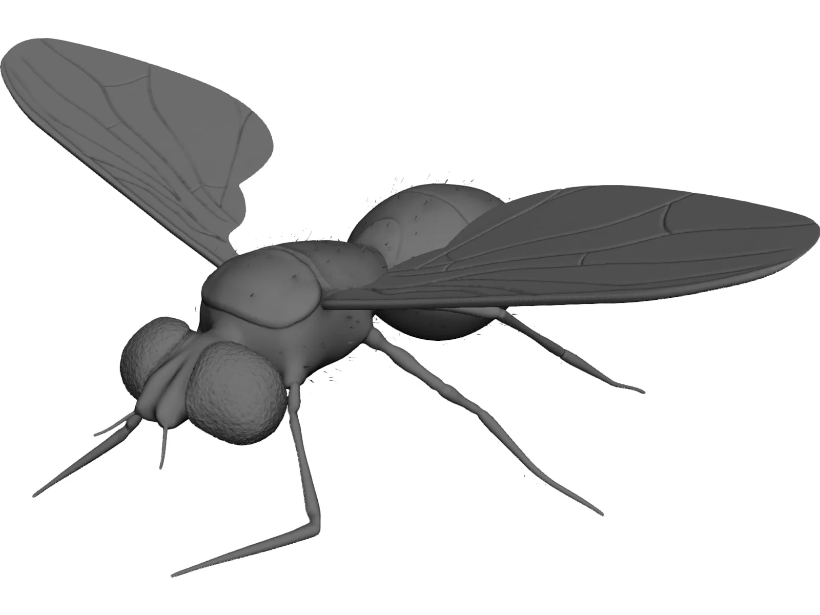 Fly 3D Model main preview