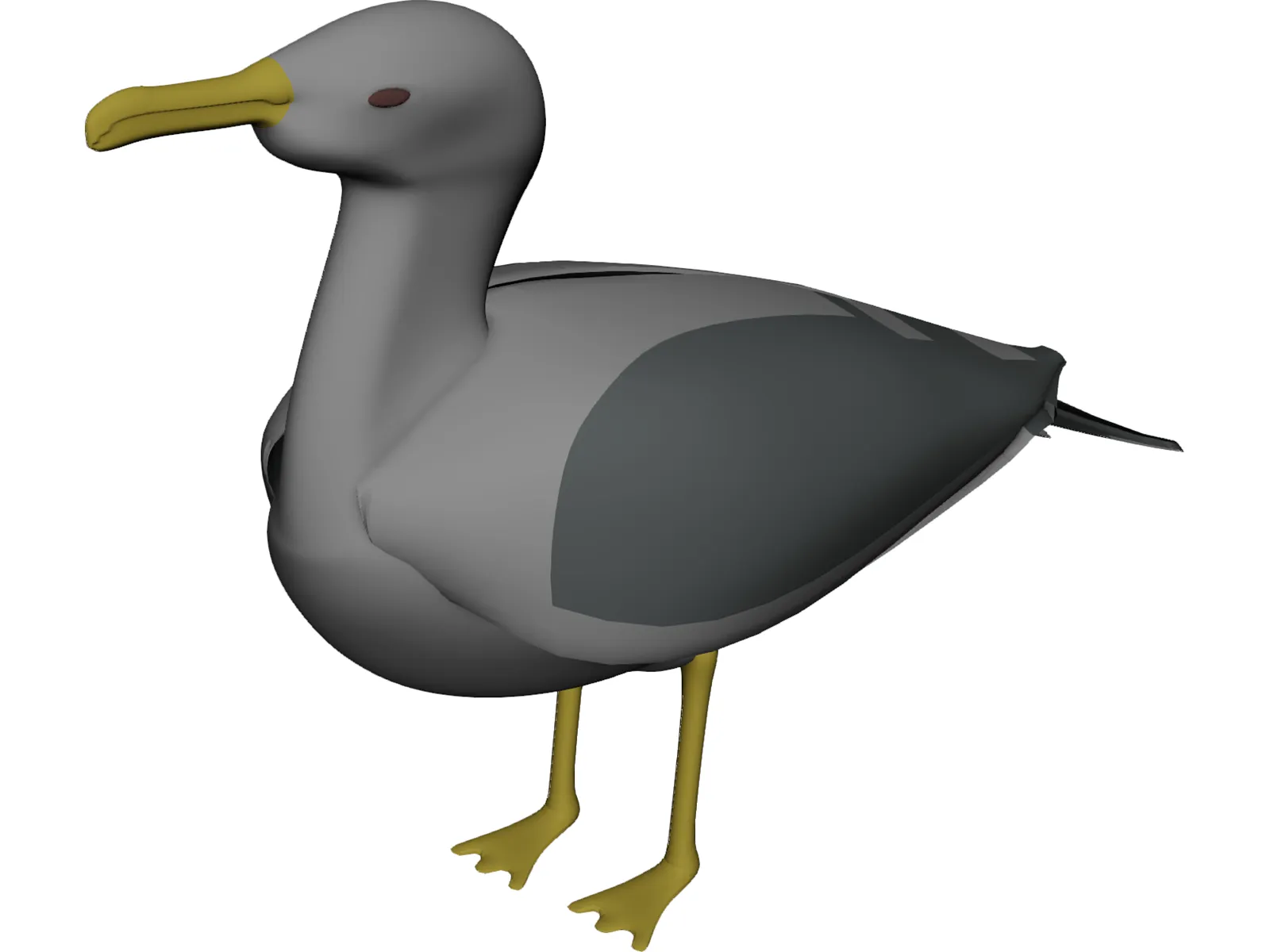 Seagull Standing 3D Model main preview