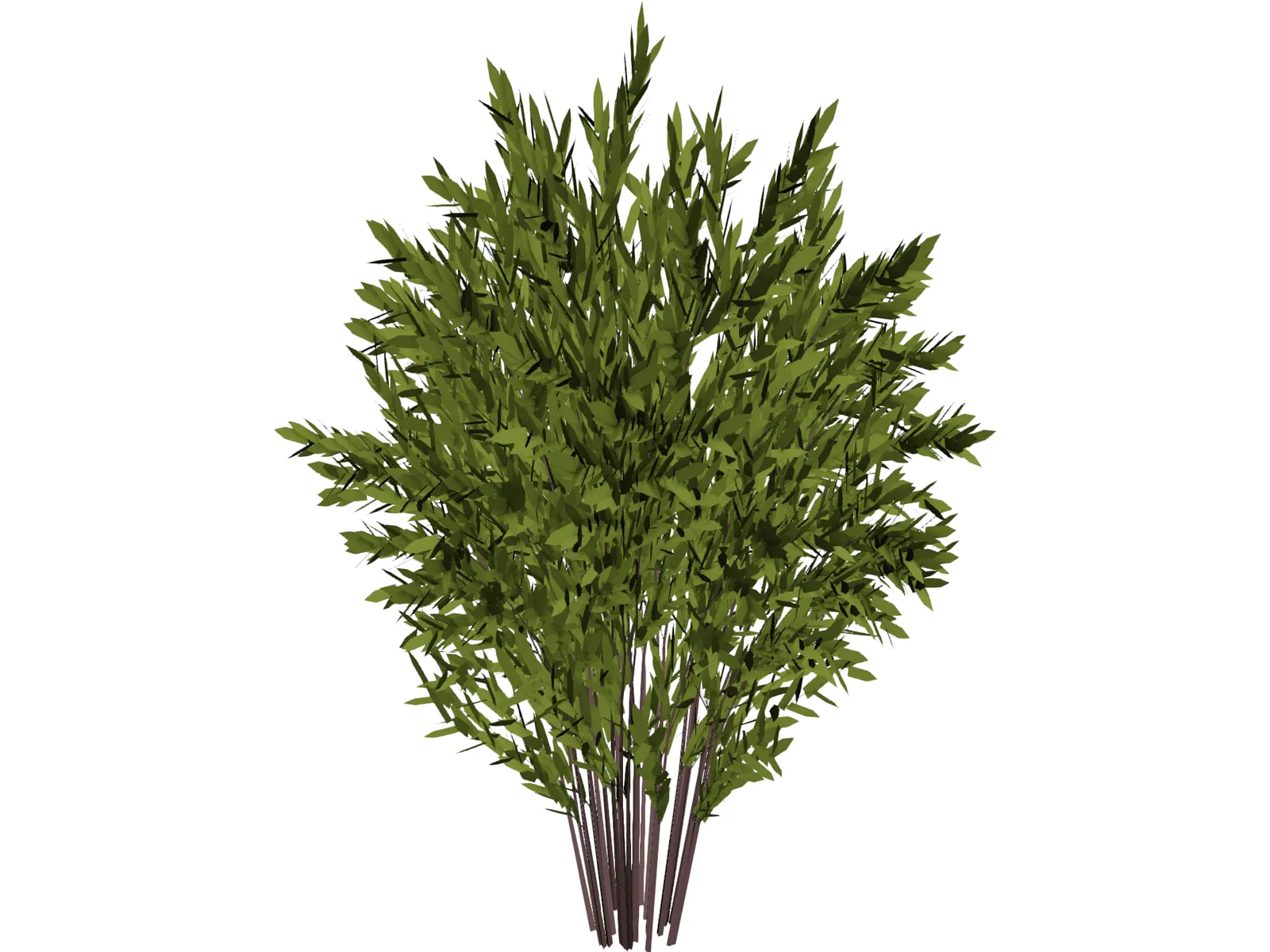 Nandina [Phyllostachys] 3D Model main preview