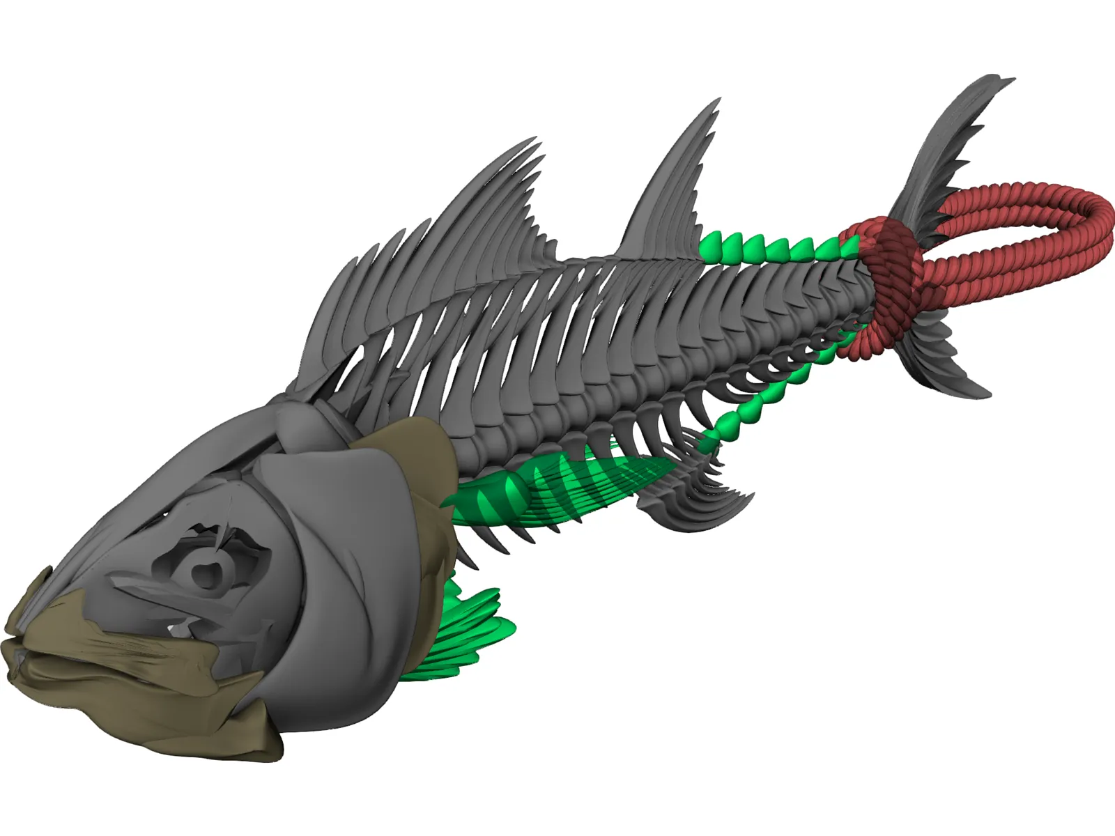 Tuna Fish Skeleton 3D Model main preview