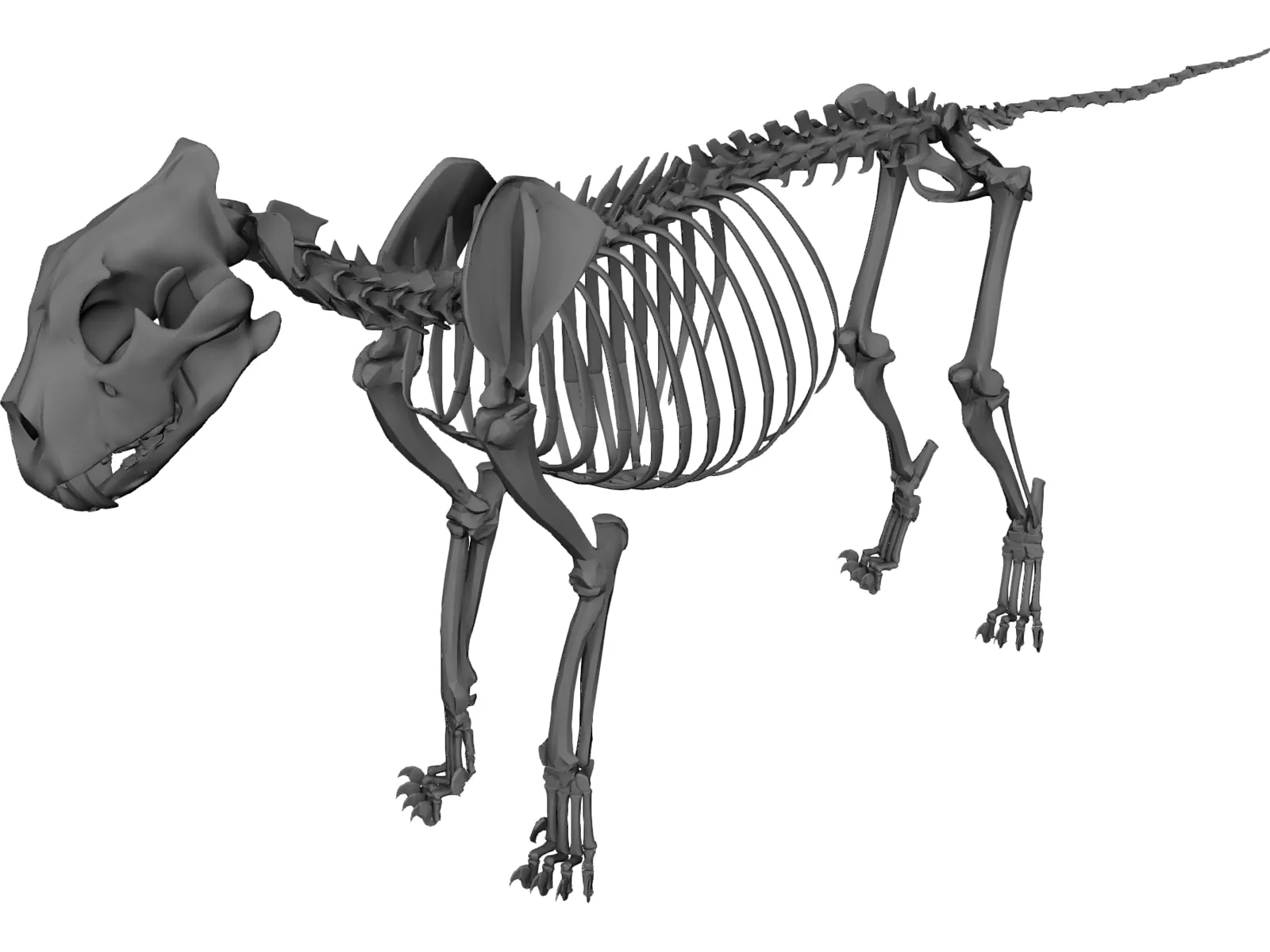 Lion Skeleton 3D Model main preview