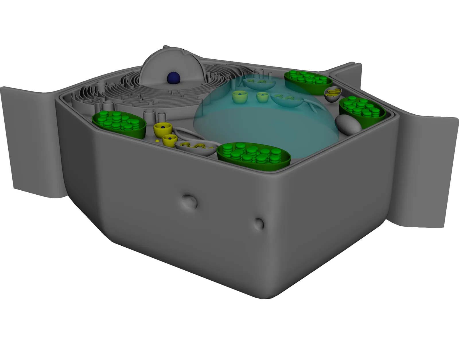 Plant Cell 3D Model main preview