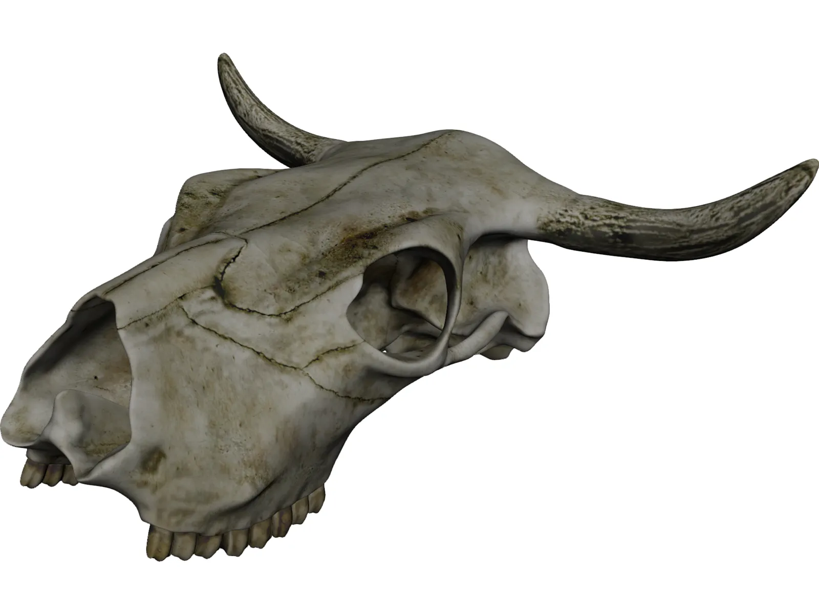 Cow Skull 3D Model main preview