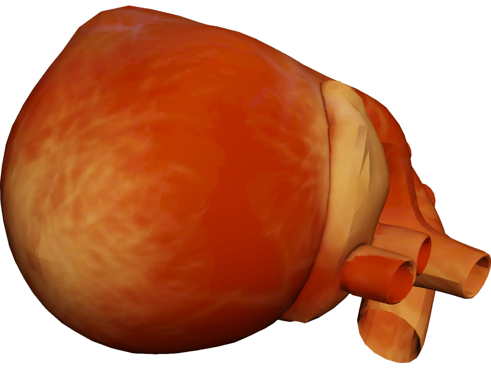 Human Heart 3D Model main preview