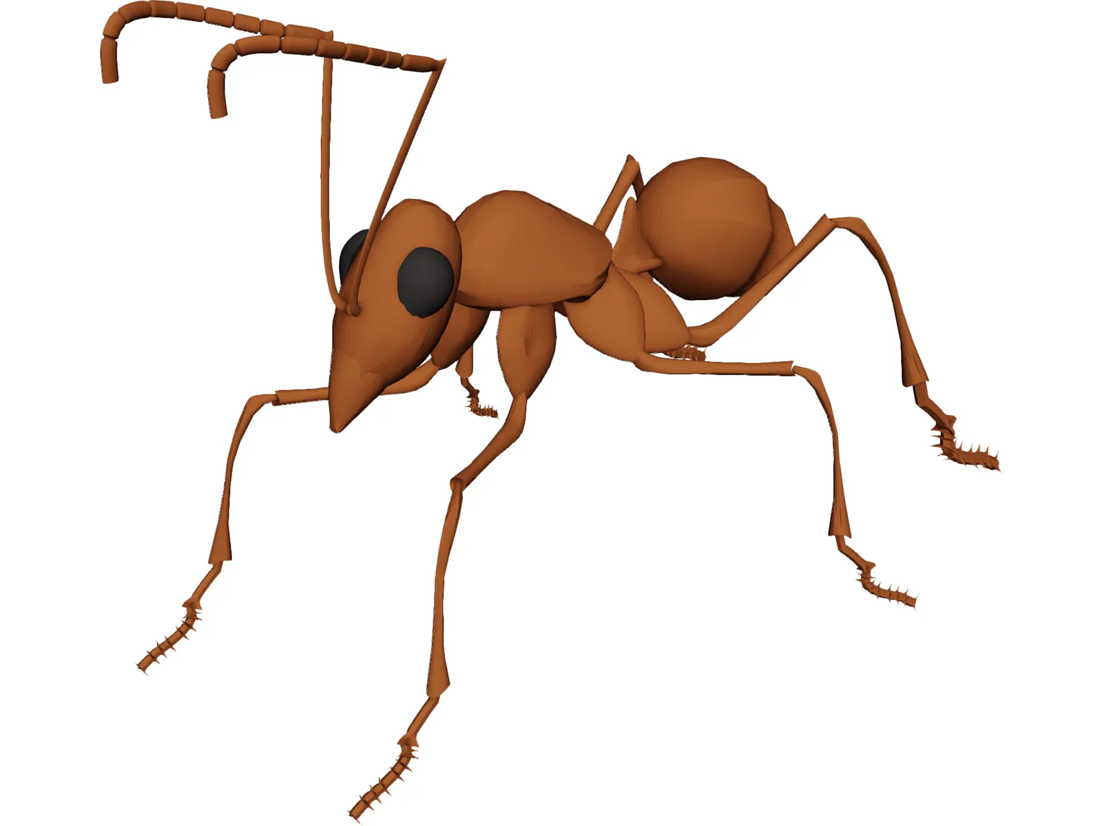 Ant 3D Model main preview
