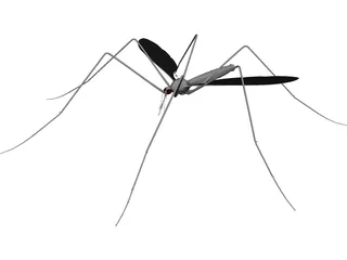 Mosquito 3D Model preview