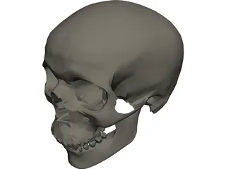 Skull 3D Model preview