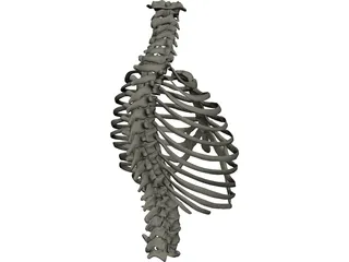 Thorax 3D Model preview