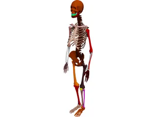 Skeleton Female 3D Model preview