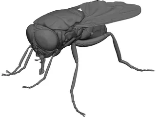 Fly 3D Model preview